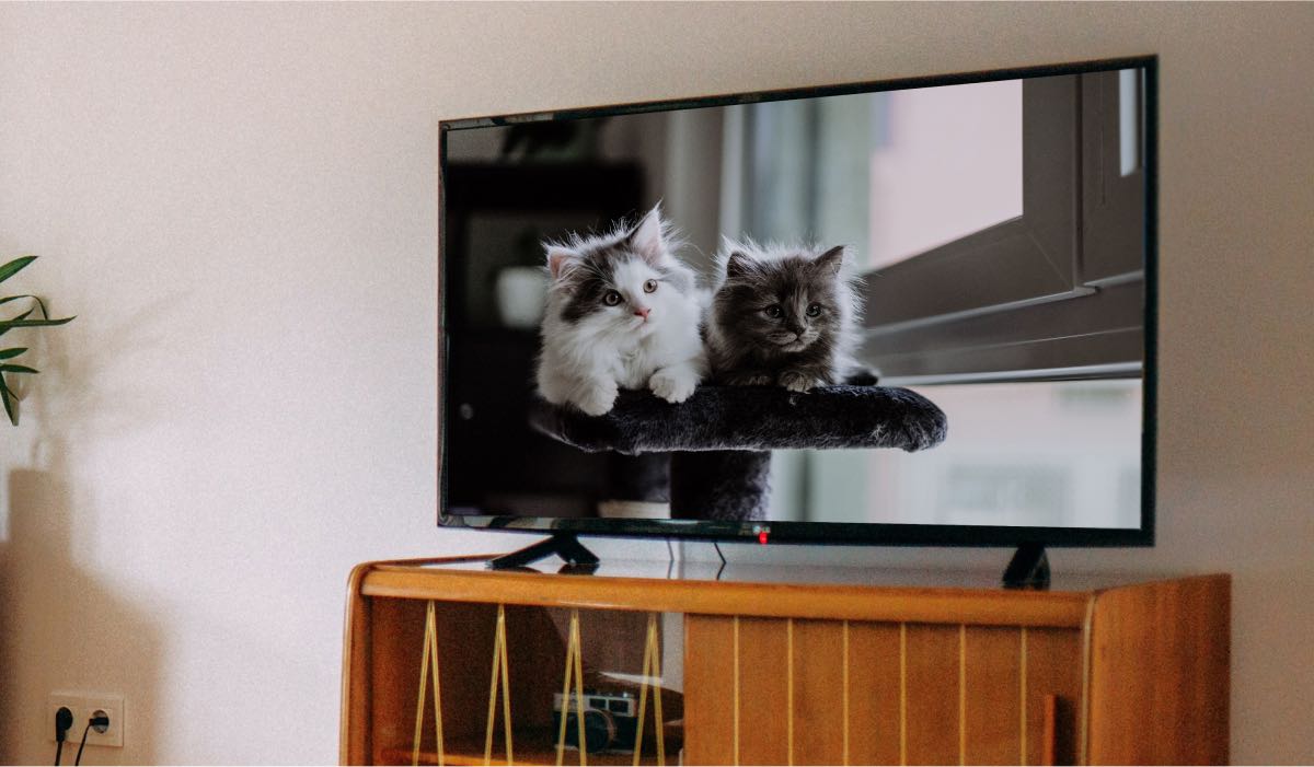 An LG TV on a drawer with a kitten image as a screensaver
